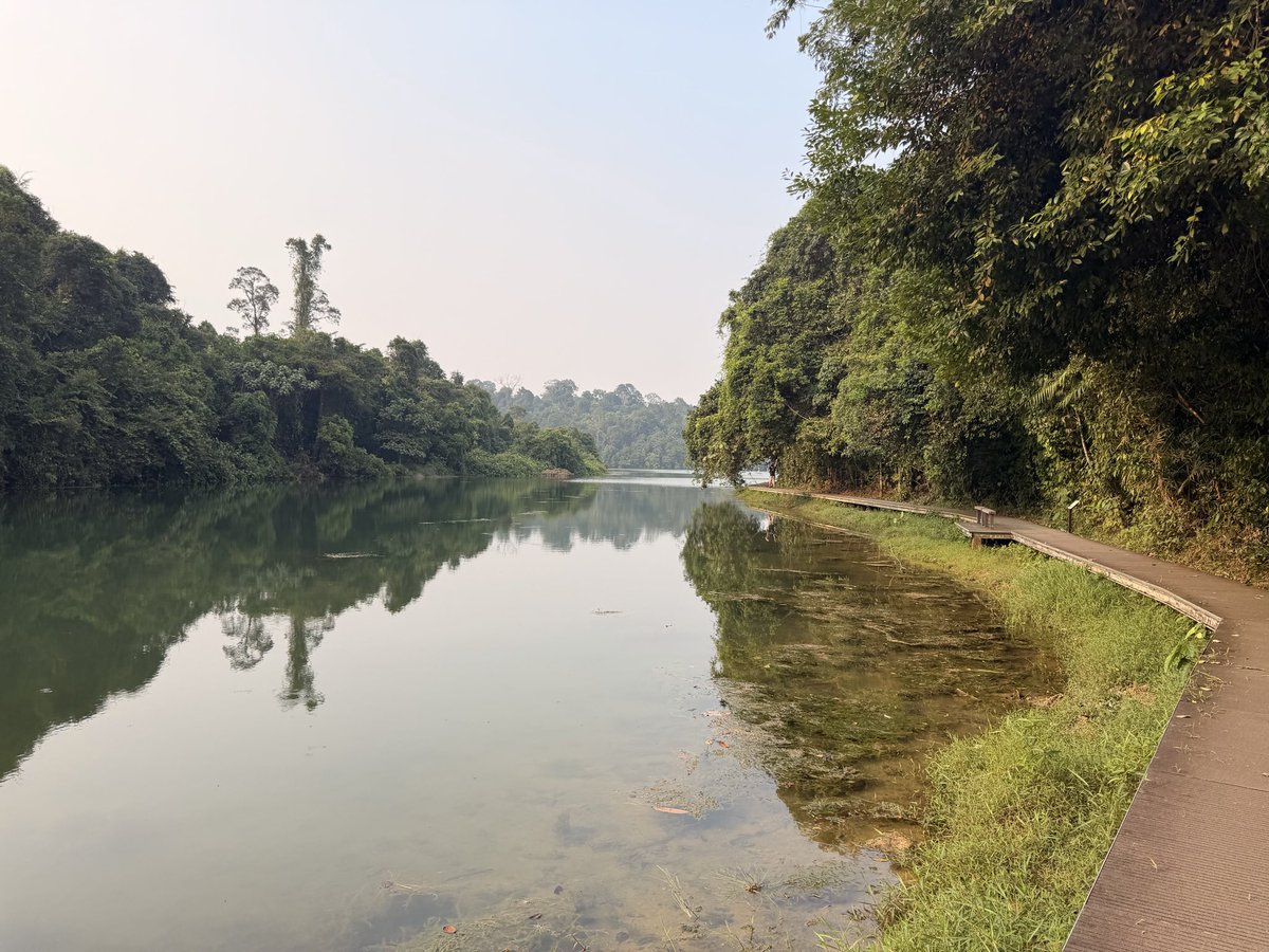 lightflame2000's tweet photo. 严肃走完MacRitchie + 3top https://t.co/PRjAAcKtQz