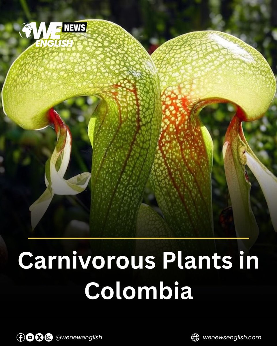 WENewsEnglish's tweet photo. Colombia is home to hundreds of species of native carnivorous plants, supported by the country’s diverse climate.

The Bogotá Botanical Garden is showcasing more than 1,000 specimens of native and exotic carnivorous plant species.

Watch the full video on our website.

#Colombia #CarnivorousPlants #Plants #WENews