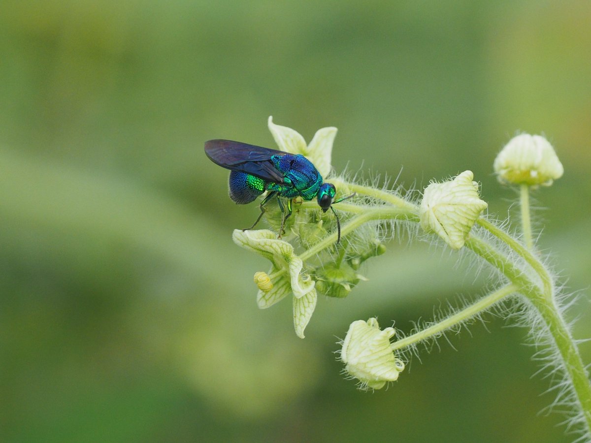 insect_handrail's tweet photo. アレチウリに集まる昆虫②スズメバチ、シロオビノメイガとツチスガリ？、まさかのオオセイボウ https://t.co/5IFG3YFPjQ