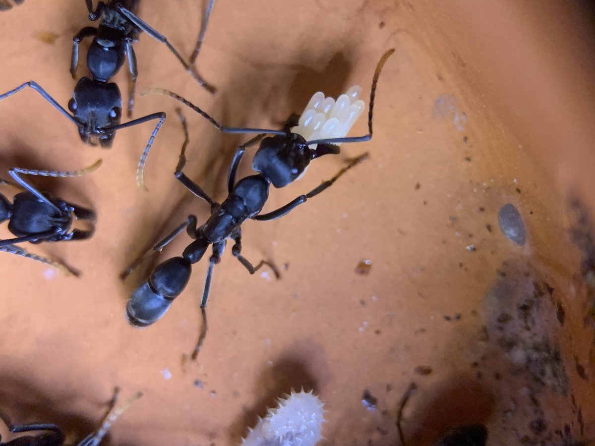 ant_museum1911's tweet photo. 蟻道でお持ちする予定のアリその4

ネオポネラです！
多雌のコロニーでここまで大きいのは中々出回らないのではないでしょうか？ https://t.co/OYlzsAk8vQ
