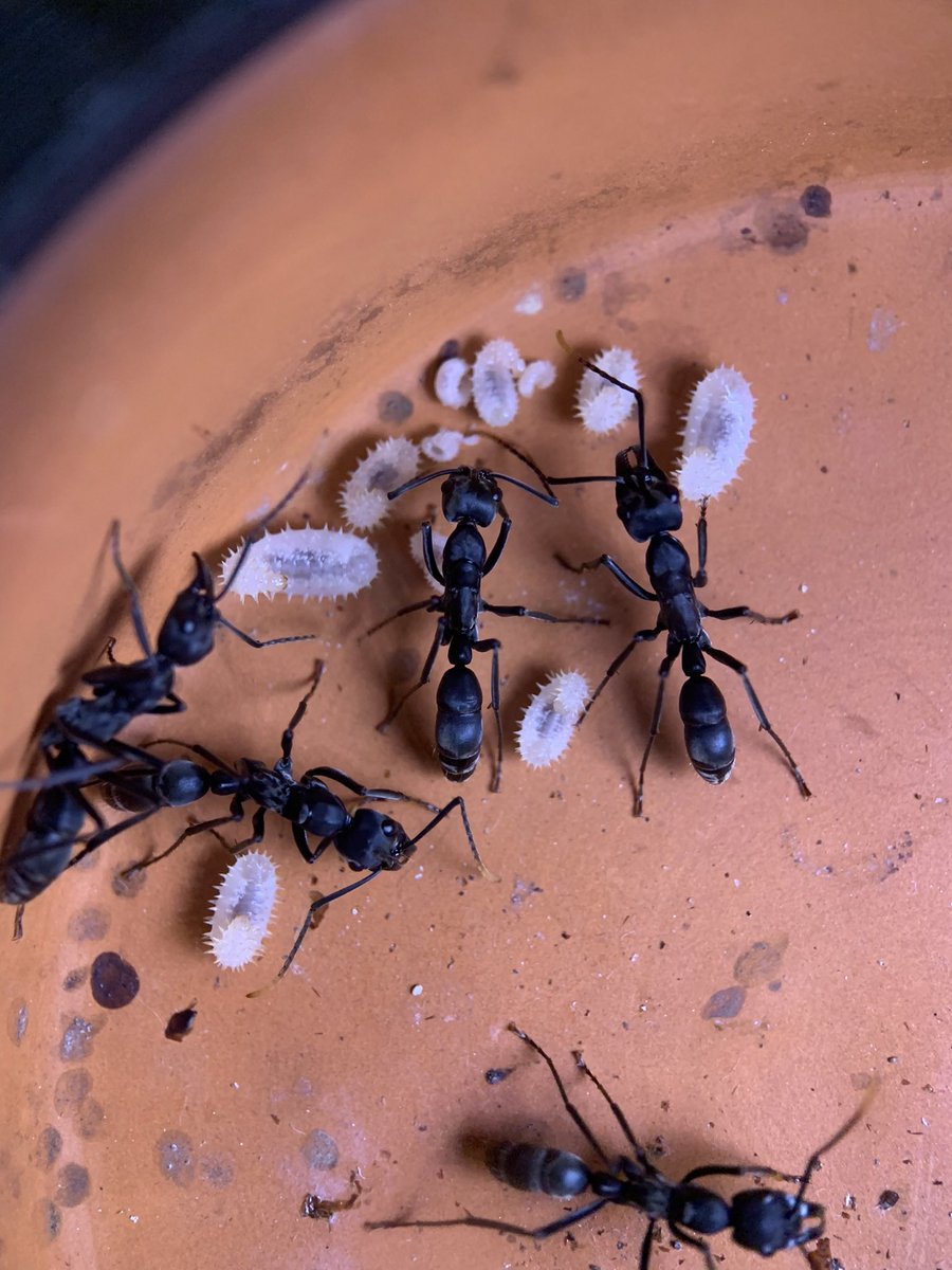 ant_museum1911's tweet photo. 蟻道でお持ちする予定のアリその4

ネオポネラです！
多雌のコロニーでここまで大きいのは中々出回らないのではないでしょうか？ https://t.co/OYlzsAk8vQ