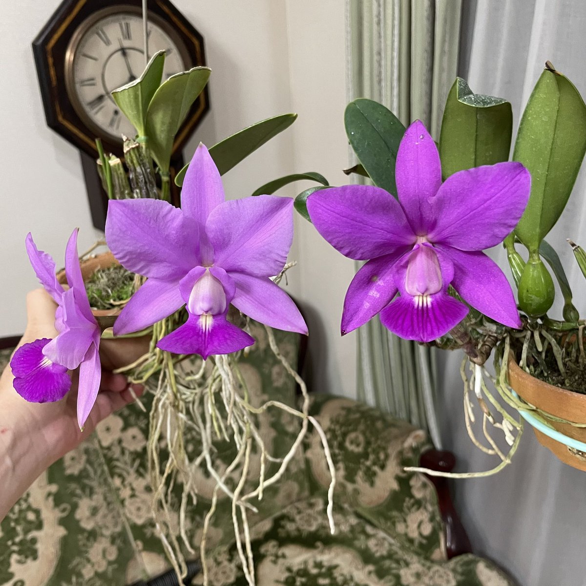 SatoxBenton's tweet photo. C.walkeriana escura Dorinha’
ドリーニャの神秘的なは美しさ言葉に出来ないほどです
この個体がナトラル（山採り）である事も神秘性を増しているのでしょう
チポとの花色の比較もご覧ください https://t.co/ERkdPz241N