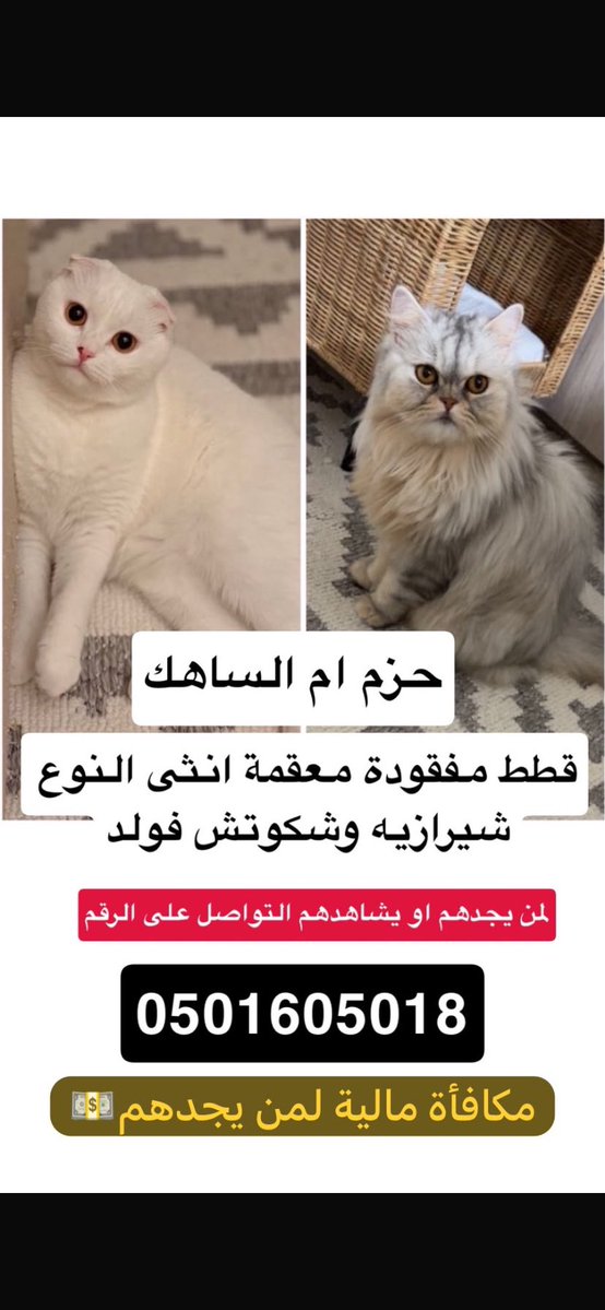 FoofoFaiza's tweet photo. تكفين انشريه عندك القطط مفقودات الثنتين 
 في حال احد شافهم ولا حصلهم يتواصل مع الرقم تكفون ساعدوني مانعرف حيين ولا شصار عليهم😔 
وحده منهم تعبانه وهم خوافات يرتاعون من اي شي لعل وعسى احد يشوفهم https://t.co/8tzkaNQClE