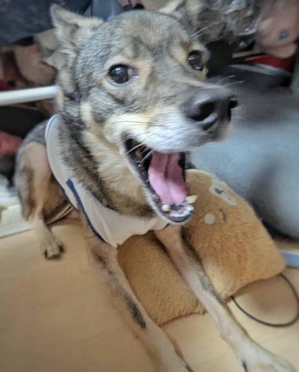 lil_kami_dog's tweet photo. 2026/10/03
#かみの日々 https://t.co/jisxGQlF2x
