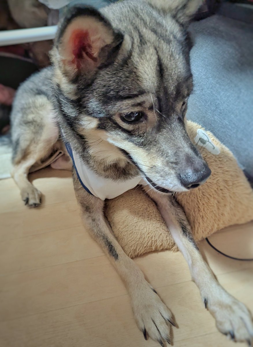 lil_kami_dog's tweet photo. 2026/10/03
#かみの日々 https://t.co/jisxGQlF2x