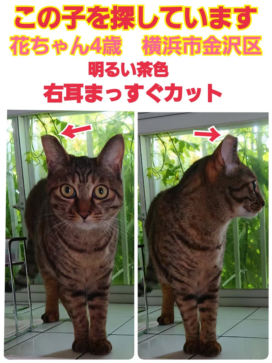 squirrelemi's tweet photo. 猫を探しています。花ちゃん4歳。右耳がまっすぐカット、明るい茶色、長い尻尾だけ色が違いグレー✕黒の縞々模様です。2024年4月11日横浜市金沢区富岡東の自宅から私の不注意で外に出てしまい迷子のままです。皆さま拡散リポストのご協力ありがとうございます
#猫を探しています
#拡散希望
#よこかな https://t.co/xtgo8kxci5