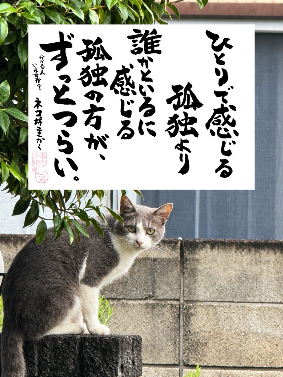 yabumoto610's tweet photo. ネコさんから人間さんへ今日の一言 https://t.co/eNs51tn4kg