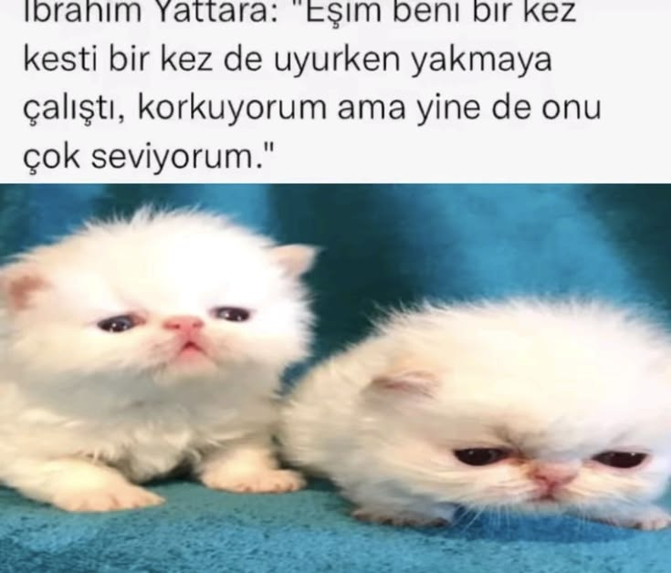 tayguntb's tweet photo. @magisthra Selam söyle panpa https://t.co/fukQVPXTji