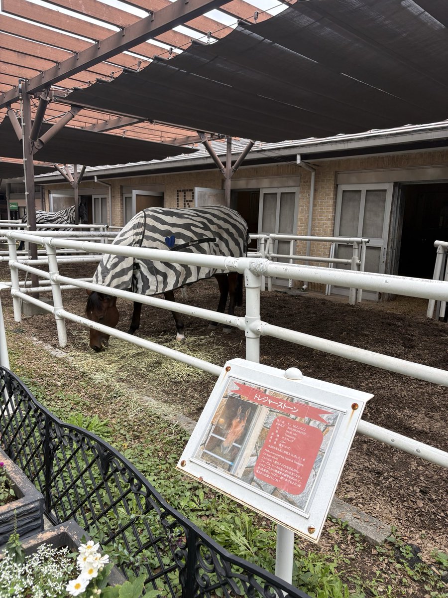 shellkeiba's tweet photo. あとマジでびっくりしたのが元・出資馬トレジャーストーンに会えました！まさかこんな早く会えるとは思わなかったので泣きそうになりました。藤原先生本当にありがとうございます。
のんびり食べるの見てたらこれで良かったなあと。可愛いなあ。 https://t.co/cqBcattIlI