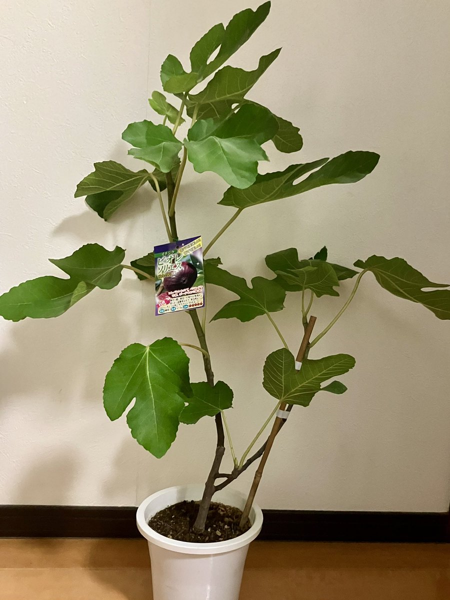 minobera's tweet photo. ブルーベリーやイチジクの情報を中心に果物の生育について情報発信をされているイシヅキちゃんねるさんのイベントで、ブルーベリーとイチジクの苗の販売が福岡に来ると聞いて、休みを取って苗をお迎えに行きました！！
ブルーベリー4本も買っちゃった☺️(ご満悦) https://t.co/s6irKl3LWo