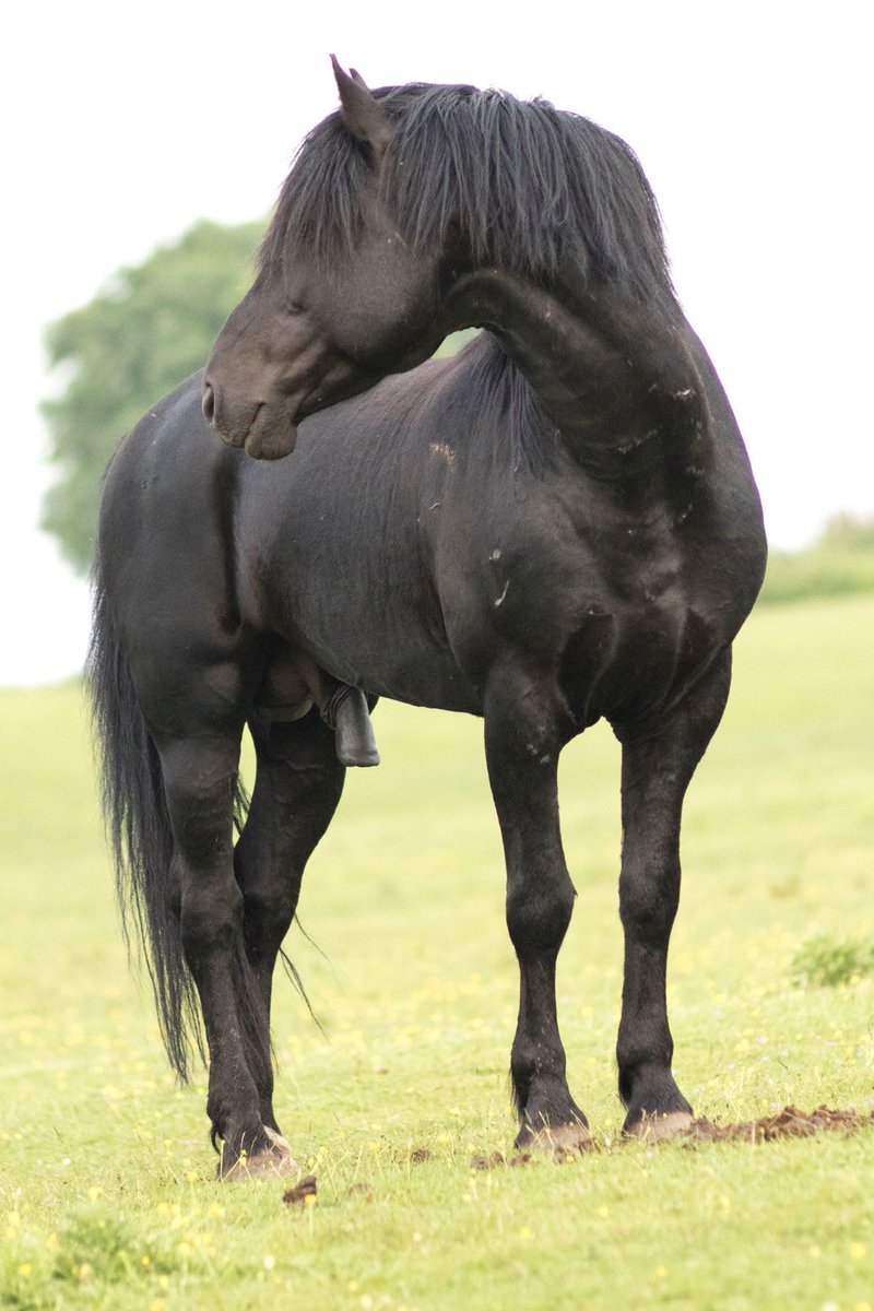 gayponylover's tweet photo. Any older farmer/rancher out there with a stud like this ?  If so and he's well mannered, I'm looking to buy. https://t.co/lHAU0fmUMN