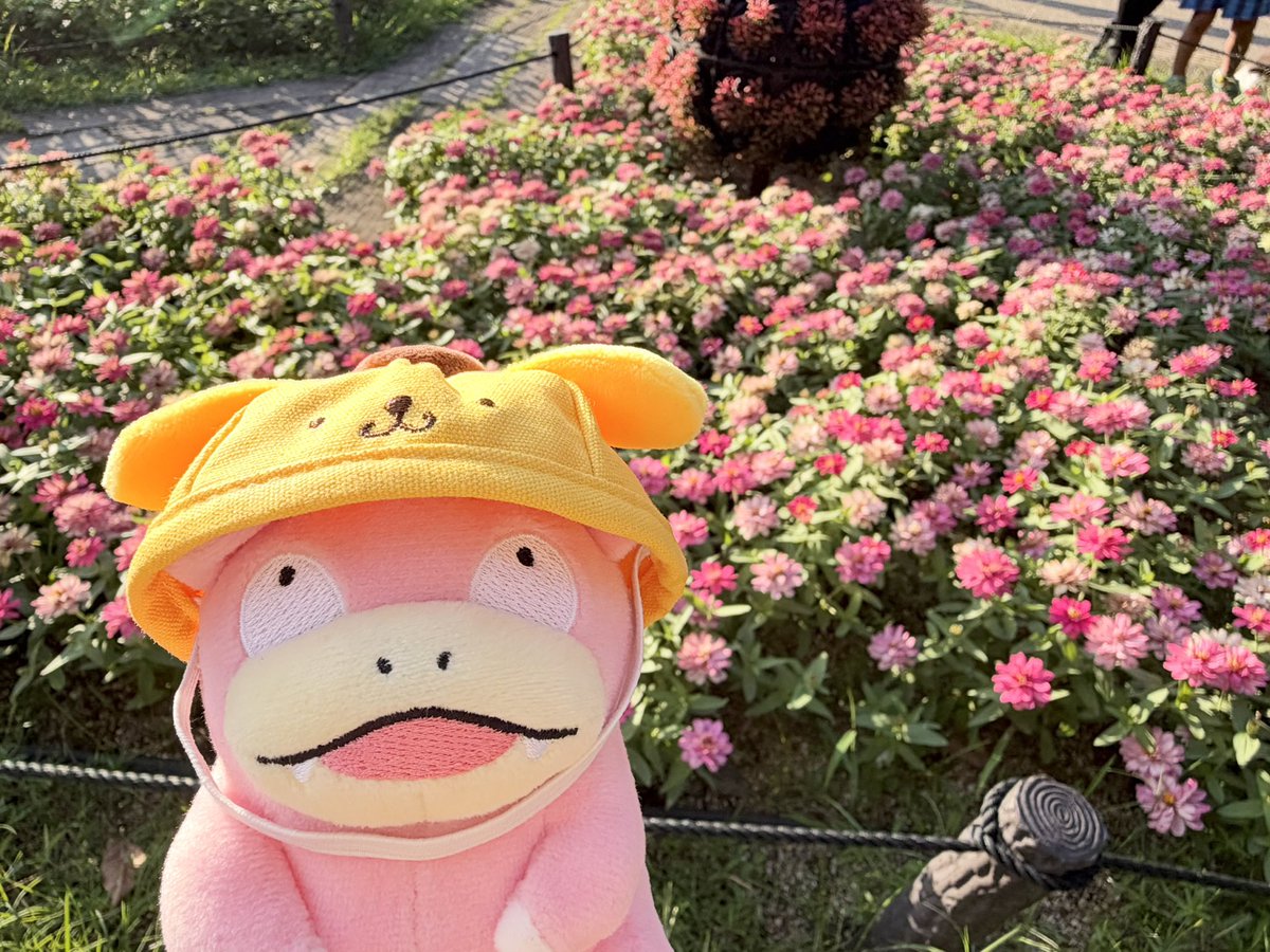yadonon25's tweet photo. 「飼い主と公園お散歩してきたやぁん！！プリンの帽子かぶってるんるんだったやぁーん！！」

 #ポケモン  #ヤドン  #ポケモンと生活 https://t.co/cBMqILHp5l