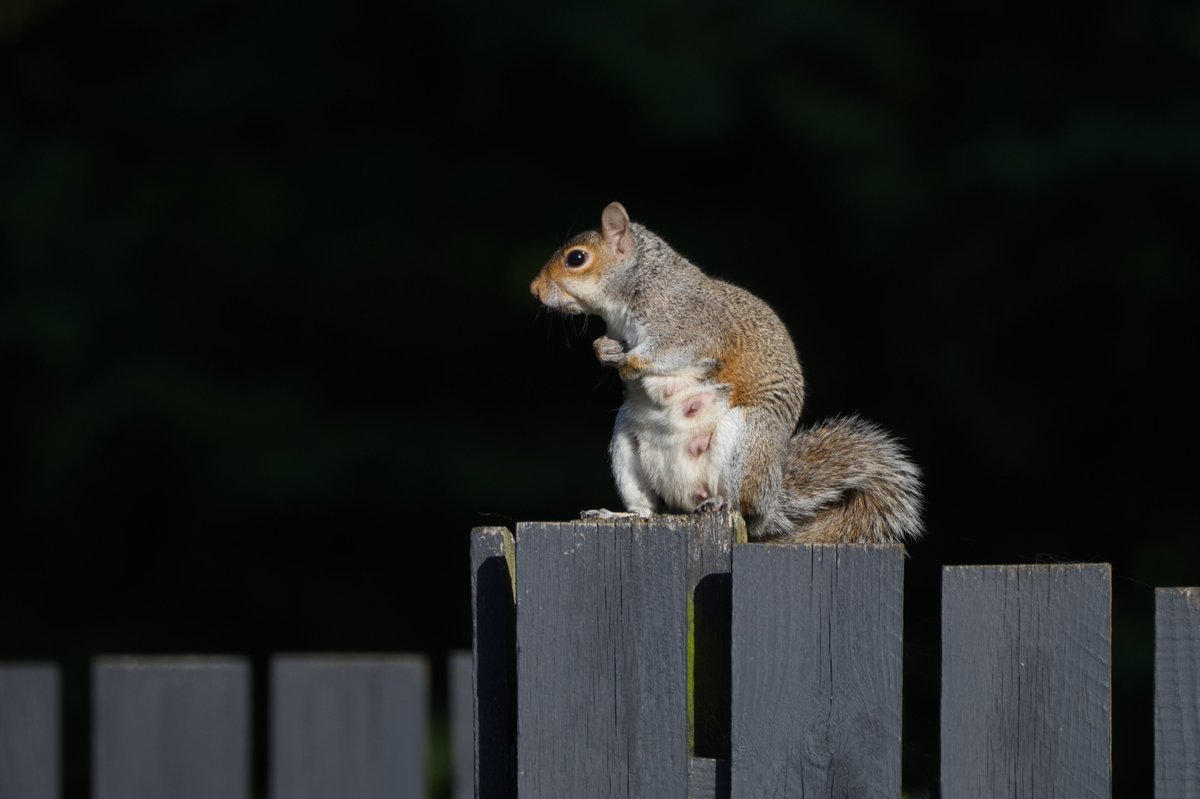 KenOKeefe5's tweet photo. Reckon I can safely say this is a female! #squirrels https://t.co/ds35ijeukk