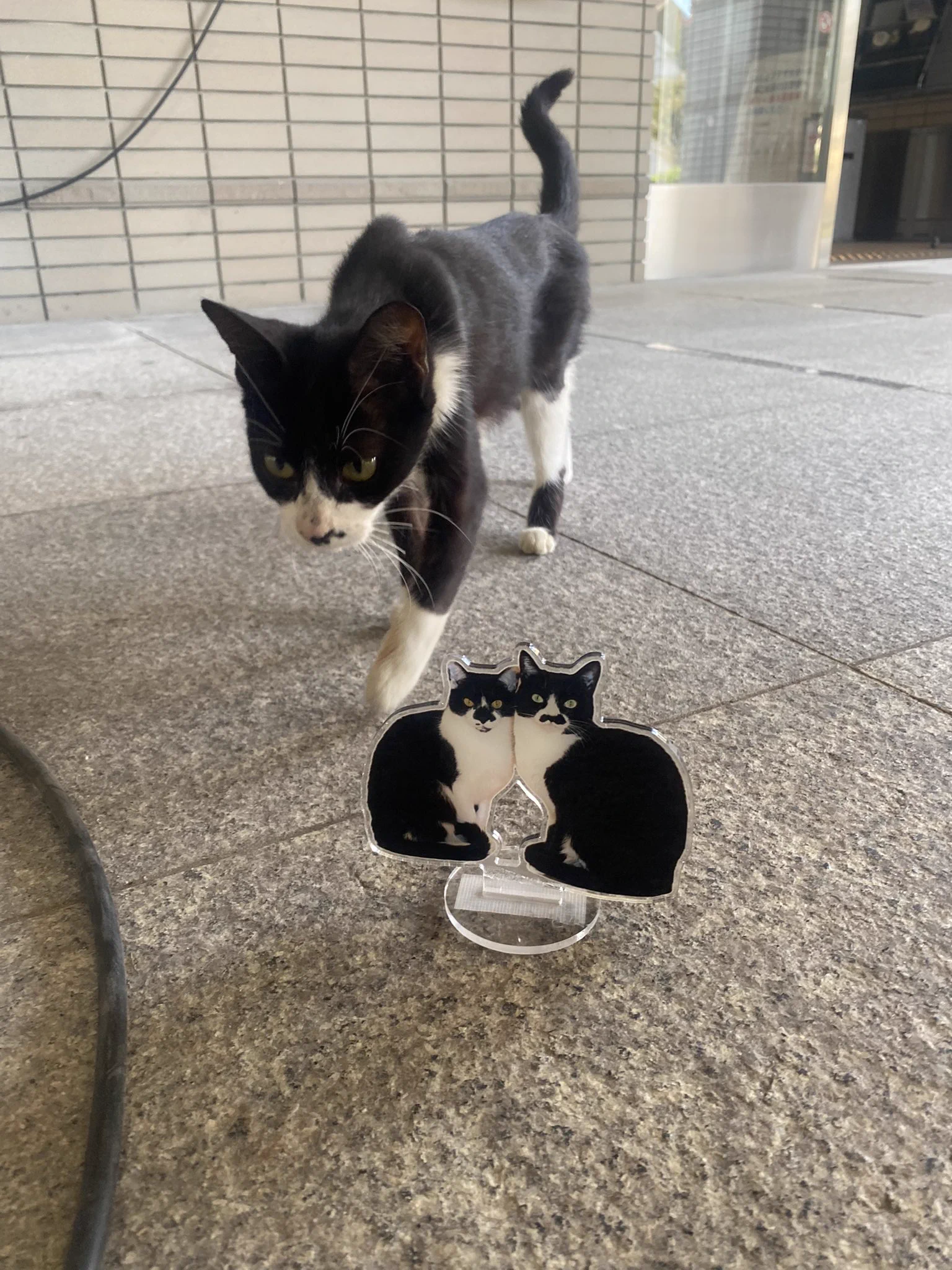 ヒゲねこキッチン on X: 