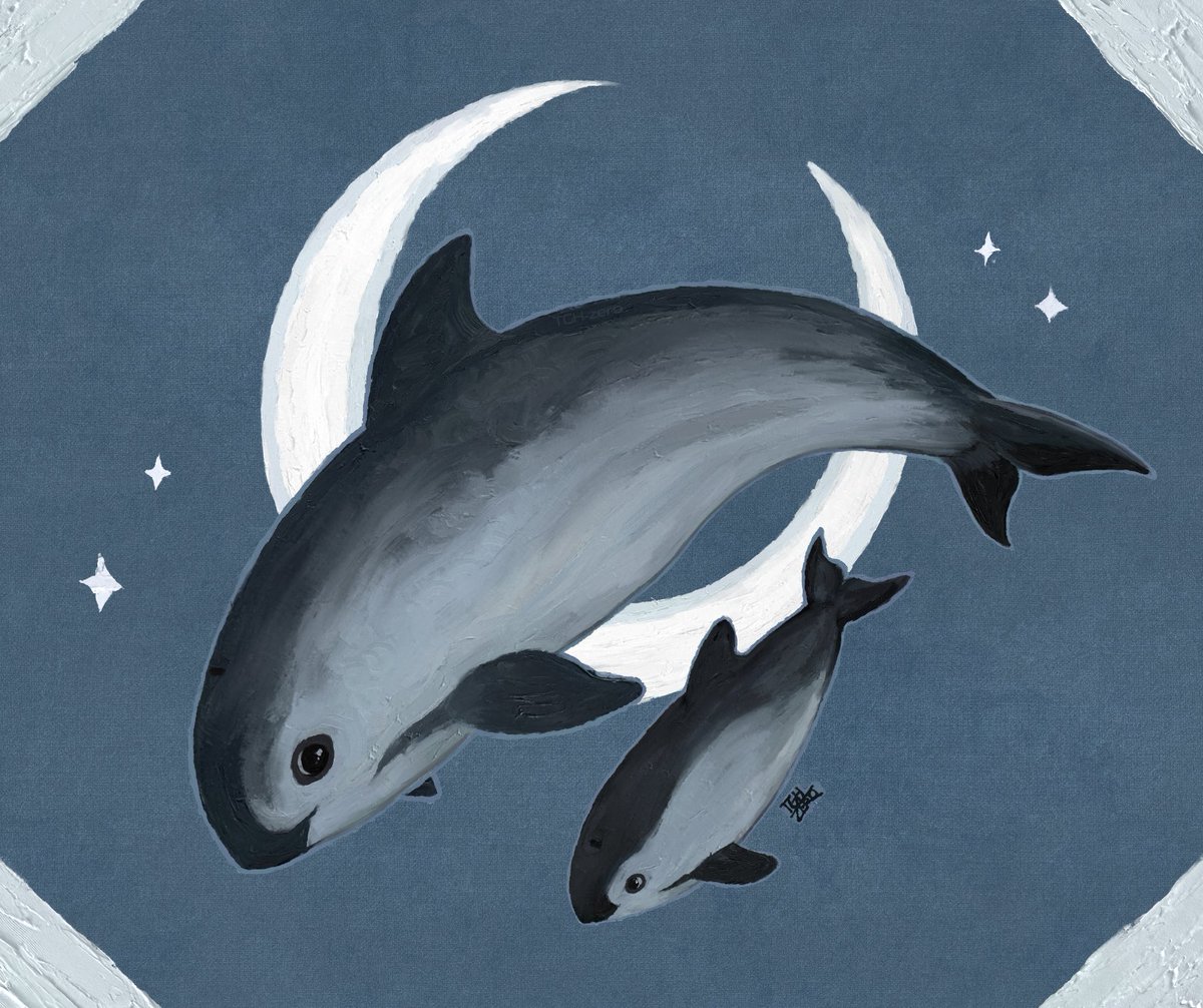 theguiltyhero's tweet photo. [2026] The vaquita

 The smallest and most endangered cetacean in the world, with possibly less than 10 individuals remaining.
--- https://t.co/74g7Ej0Ubf