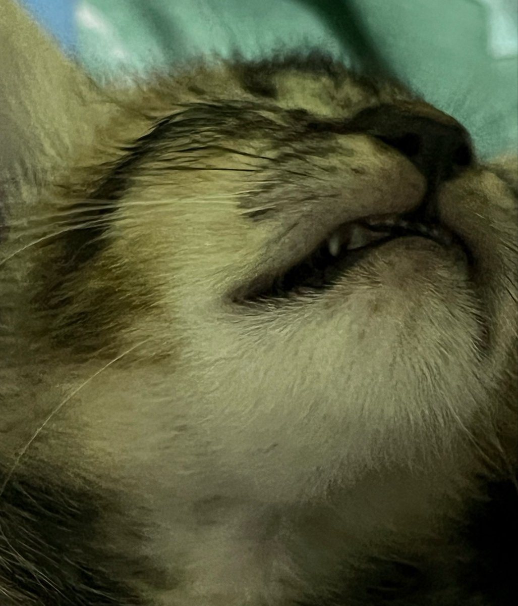 _bukor's tweet photo. Bayi lagi bobo. https://t.co/64OBI8Acvb