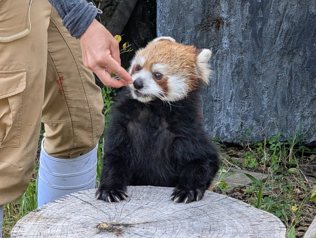 oc_yyohkko's tweet photo. ミカンちゃん🍊
2026/10/03
#九十九島動植物園森きらら 
#ミカン #15歳 #周南市徳山動物園 https://t.co/9AKIQOBL43