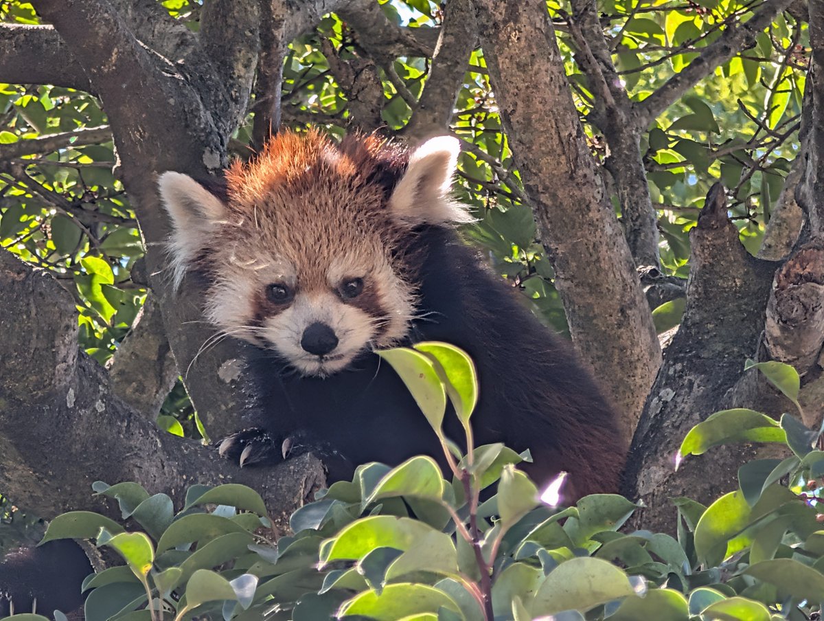 oc_yyohkko's tweet photo. ミカンちゃん🍊
2026/10/03
#九十九島動植物園森きらら 
#ミカン #15歳 #周南市徳山動物園 https://t.co/9AKIQOBL43