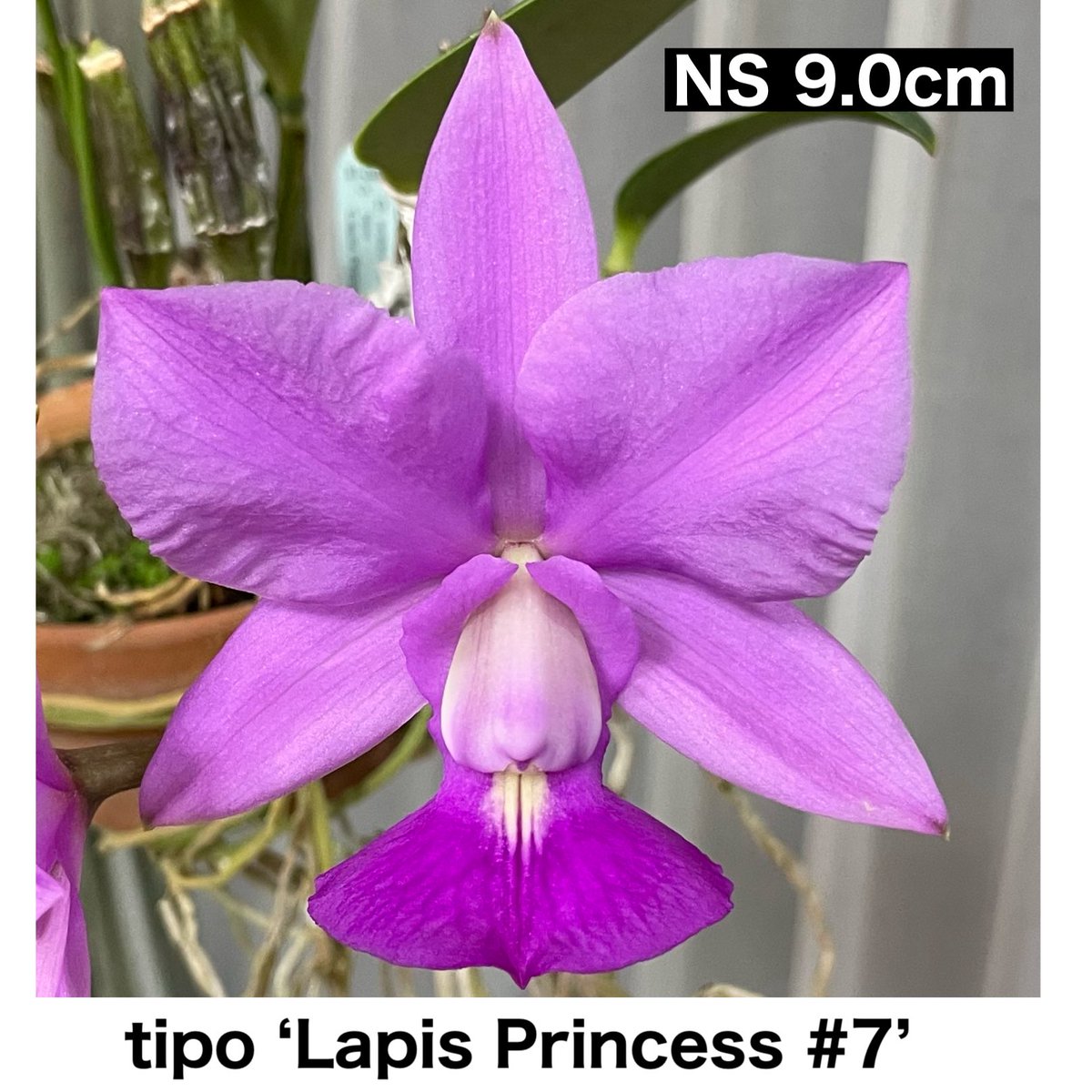 SatoxBenton's tweet photo. C.walkeriana tipo Lapis Princess #7’
毎年、花形が変わる個体
今回はバランス良い花形で咲きました
大輪でこのバランスの良さは希少です https://t.co/oYo6axoJre