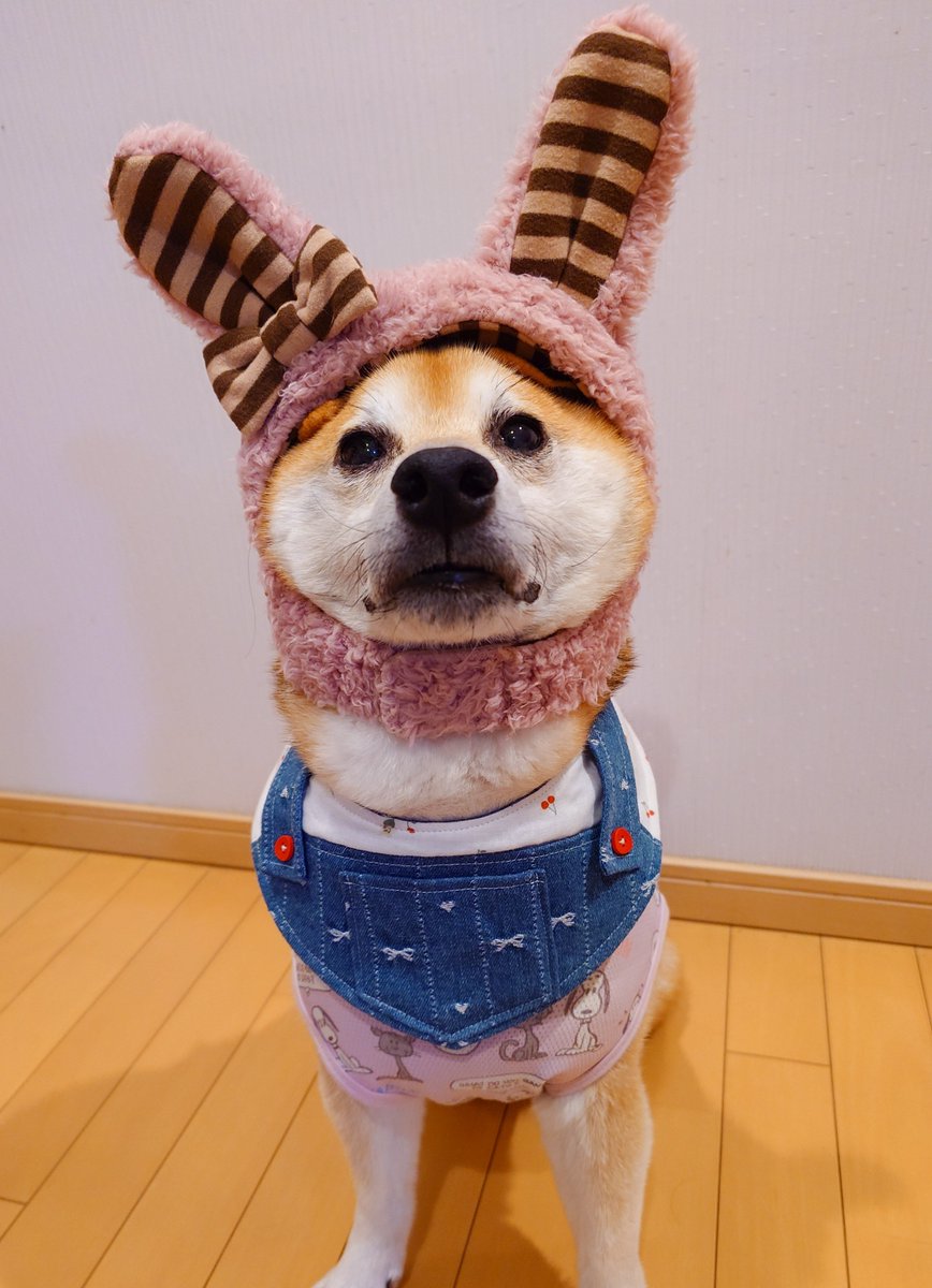kumabolero0571's tweet photo. 「モフモフだけどベスト体重だぴょん🐰🩷」
小さいお母ぴょん🐰が21時をお知らせします🔔
秋になって通常パトロールに戻したら体重も戻ったよ✌︎︎︎(*˙꒳˙*)✌︎
毎晩脱兎のごとくお山を走り回っています⛰️🐶🐻💨
🐻ちゃんだけ体重が戻らないのどーだっとるの？(  ߹꒳​߹ )
#お知らせ小さいお母ちゃん https://t.co/srAZQfLxJS