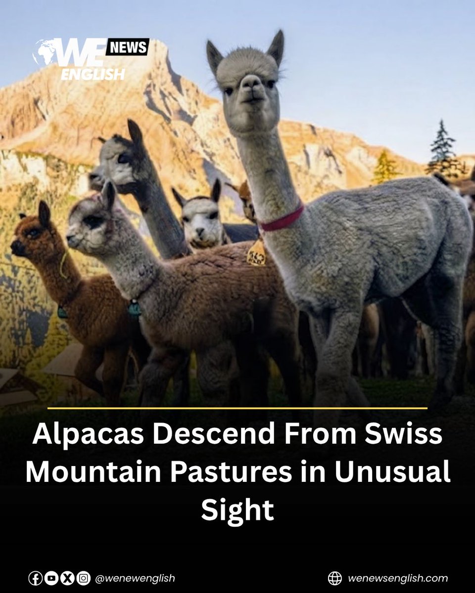 WENewsEnglish's tweet photo. Around 70 alpacas have descended from the mountain pastures of Switzerland’s Bernese Alps in an unusual end-of-summer sight.

The alpacas spent the summer in the pastures of the Kiental valley before making their way down to the valley, replacing the traditional Swiss cows in the seasonal descent.

Watch the full video on our website.

#Switzerland #Alpacas #SwissAlps #WENews