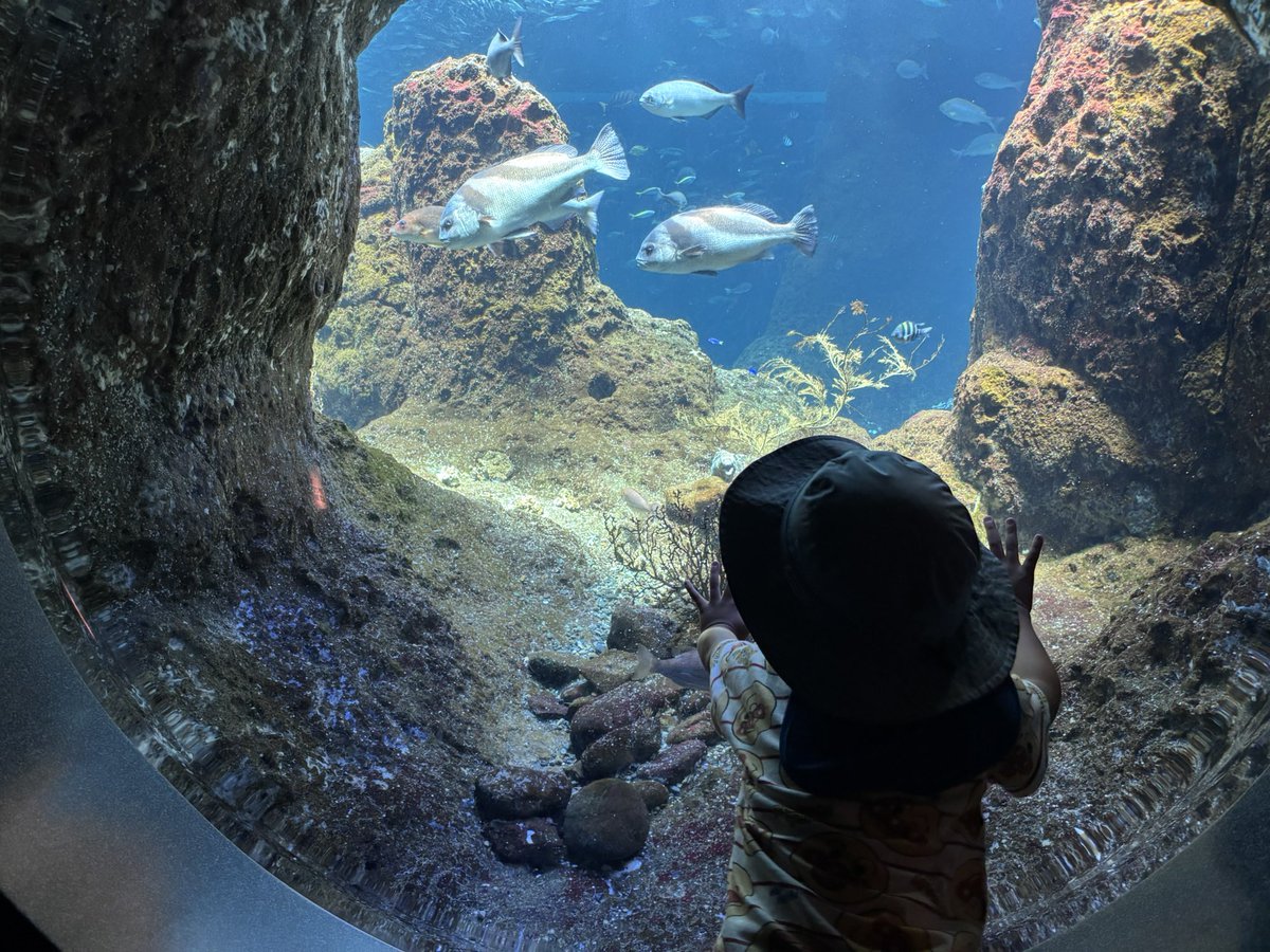 azuki20221's tweet photo. 私の夏の思い出〜
長男と江ノ島水族館に行きました🐠
初めての水族館に大興奮🦭✨
最前列でイルカショーを見て、びしょ濡れになりました🐬🤍

欲しいポムル...ヒップシート https://t.co/KoL9F0YZ0F