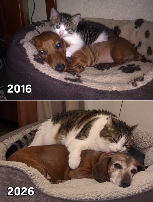 dachshundlove06's tweet photo. 𝐏𝐥𝐞𝐚𝐬𝐞 𝐬𝐚𝐲 𝐘𝐞𝐬, 𝐢𝐟 𝐲𝐨𝐮 𝐥𝐢𝐤𝐞 𝐭𝐡𝐢𝐬 𝐩𝐢𝐜𝐭𝐮𝐫𝐞 https://t.co/3LM7CKBHuU