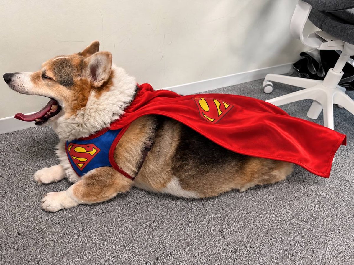 SupermanNear's tweet photo. Superman Dog.

$SUPERMAN #SUPERMAN

 https://t.co/GDxAUCz9yo https://t.co/EeHElOMMBp