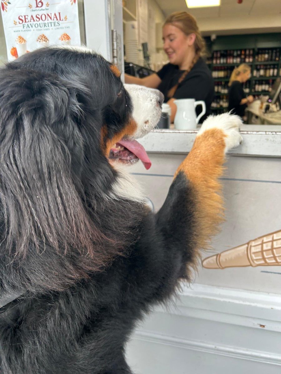 Philip_Steve12's tweet photo. Rio on the coffee run. https://t.co/yG7MddL4U5