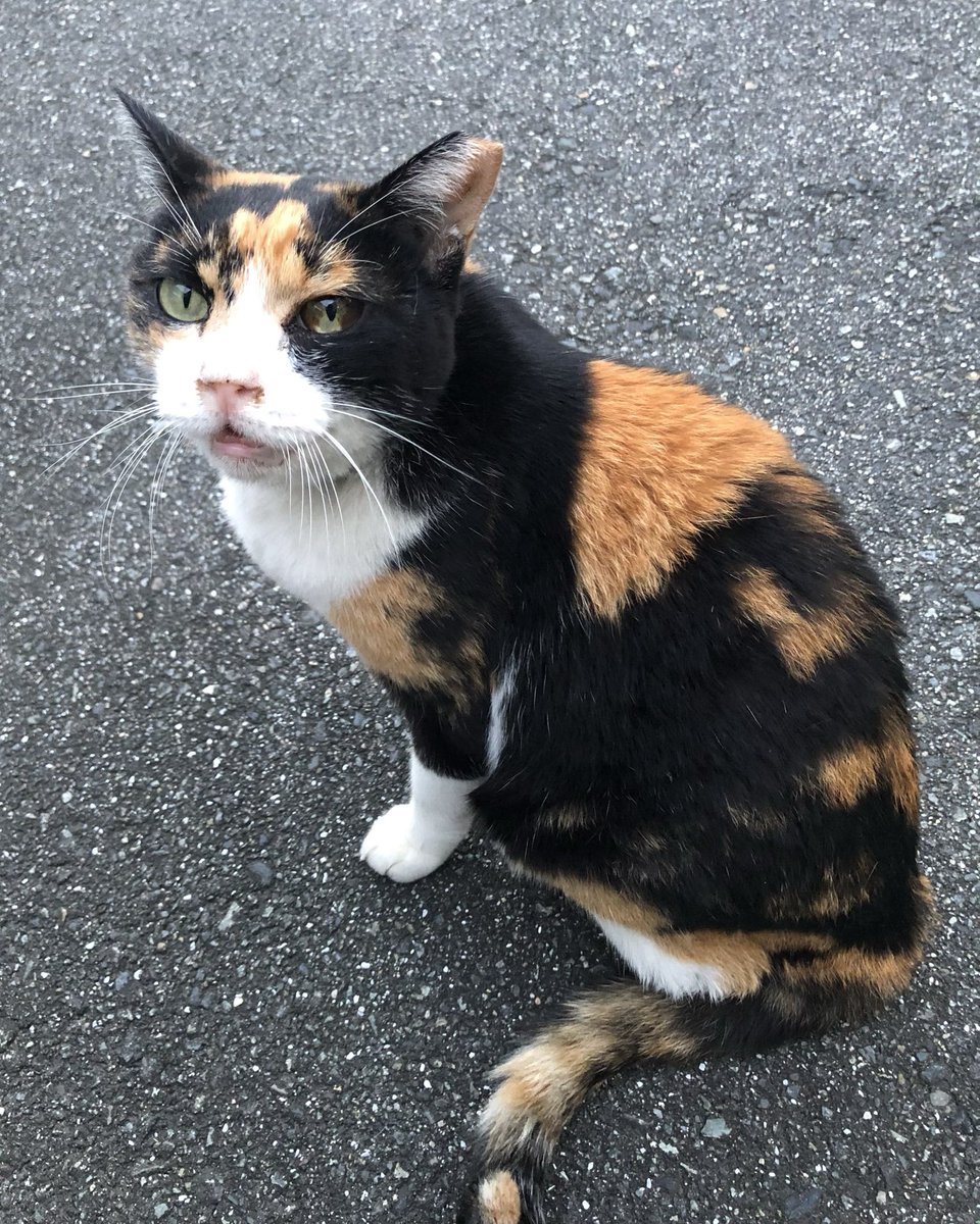 SATORU02709164's tweet photo. 【 2026年10月3日(土曜日) 】

家の周りの地域猫

#猫 #野良猫 #地域猫 https://t.co/d5y93UC5Dk
