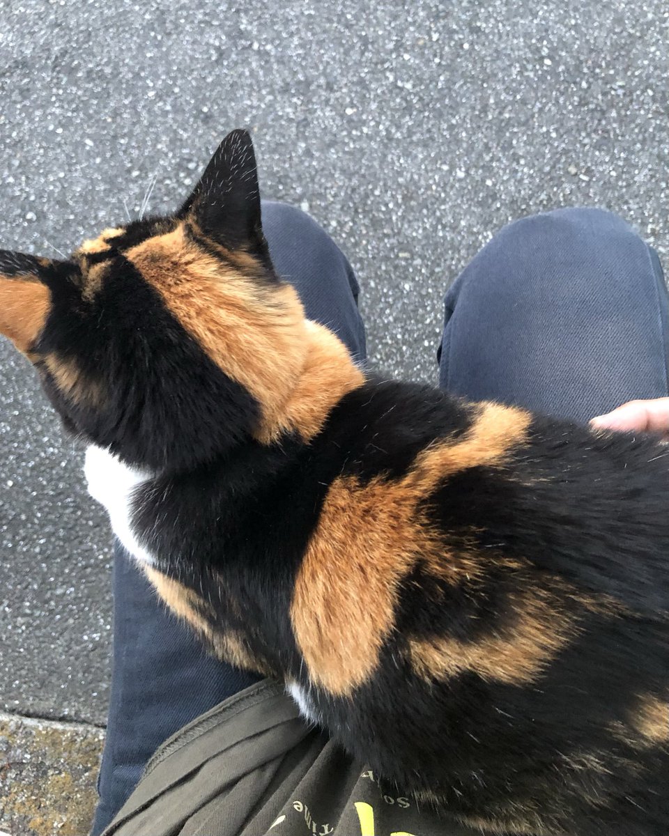 SATORU02709164's tweet photo. 【 2026年10月3日(土曜日) 】

家の周りの地域猫

#猫 #野良猫 #地域猫 https://t.co/d5y93UC5Dk