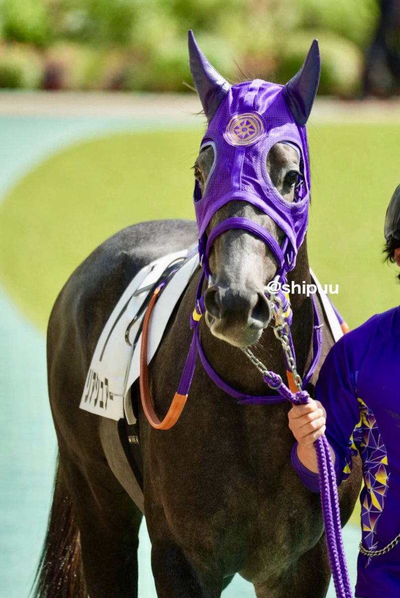 shipuu_'s tweet photo. 26/10/03 東京競馬場　3R 2歳新馬戦

デビュー、おめでとう(꒪ˊ꒳ˋ꒪)
インから伸びてきたー
3着٩(๑ᵒ̴̶̷͈᷄ᗨᵒ̴̶̷͈᷅)و
#リアシュアー https://t.co/X4uKg8oYfz