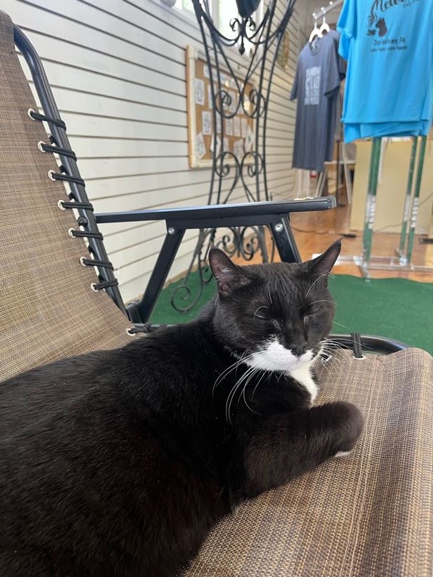 MeWowCatCafe's tweet photo. Good morning! Hang out with cats today and watch your stress disappear β€β€β€
#mewow #catcafe #goodmorning #catlovers #cats #kittylove #stressrelief https://t.co/jEOhXjSFbH