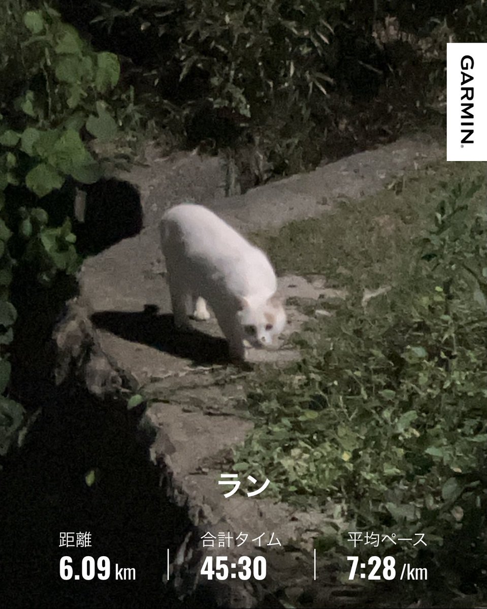 MelMaMax's tweet photo. ウォーキングの成果か、走るのも楽になってる(o^^o) https://t.co/21QuX87rxR