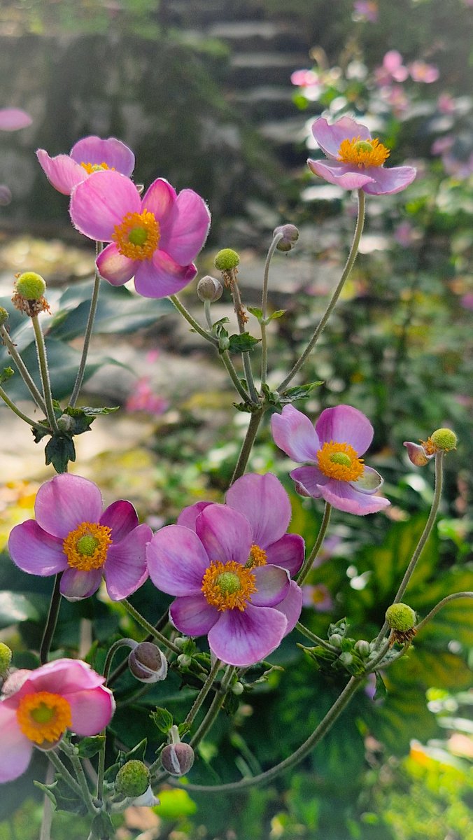LotteTruelsen's tweet photo. My lovely Anemone Hupehensis Splendens are still putting on a amazing show 🌸💕🌸 https://t.co/Xr3UTAnIvC