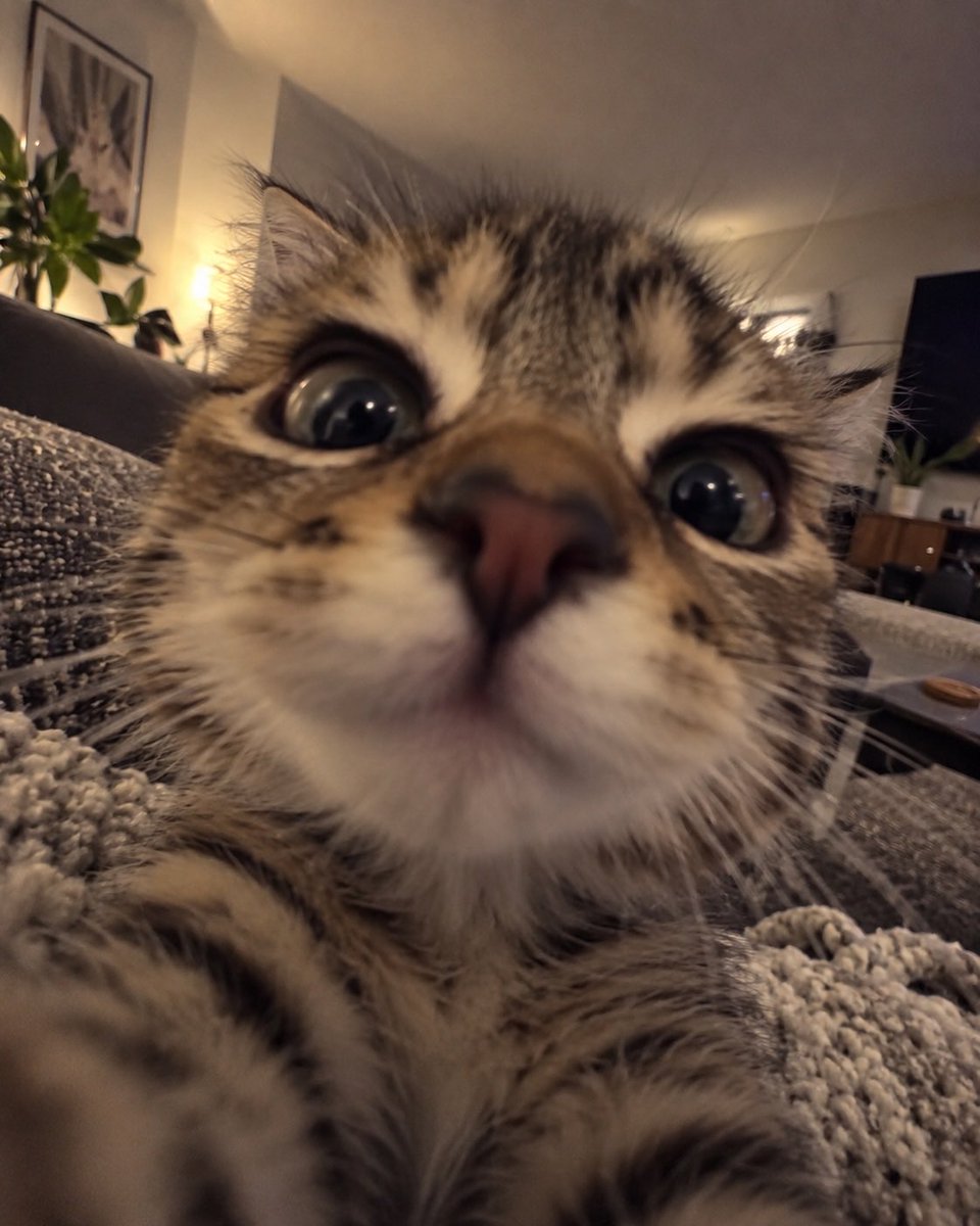 CatMeowkingdom's tweet photo. https://t.co/gpvUQiCBJC