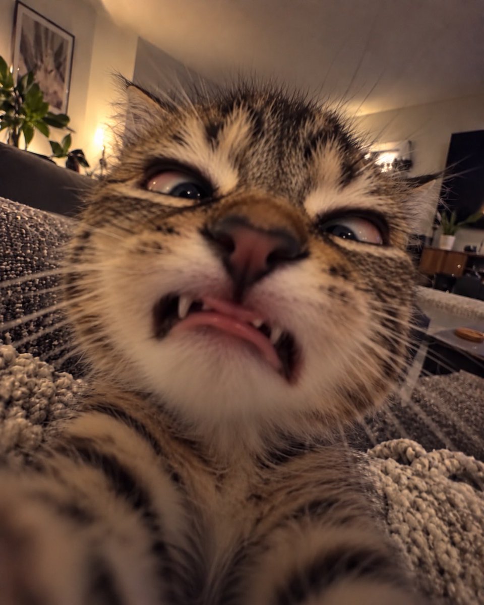 CatMeowkingdom's tweet photo. https://t.co/gpvUQiCBJC