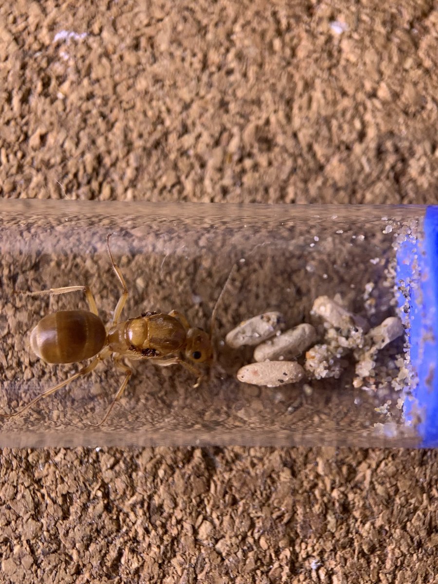 ant_museum1911's tweet photo. 蟻道にお持ちする予定のアリその6達

ミツツボアリ達です!

コロニーまでもう少しの新女王や
幼虫も沢山ある調子の良いコロニーまで
色々なコロニーをお持ちします！
今回は種類は3つです！ https://t.co/J2a2JQSwFX