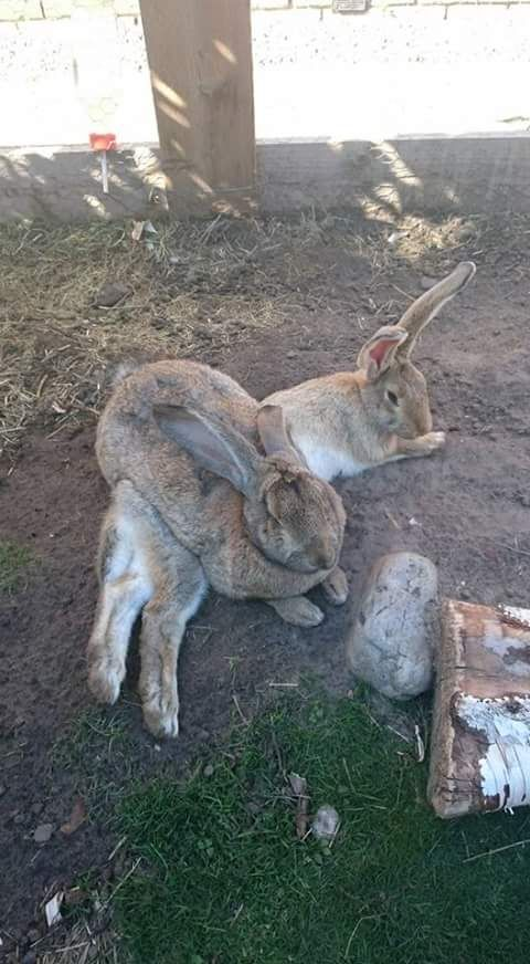 t_tuelhinhos's tweet photo. Coelhos não são adeptos ao conceito de espaço pessoal https://t.co/iaMoXiJsIR
