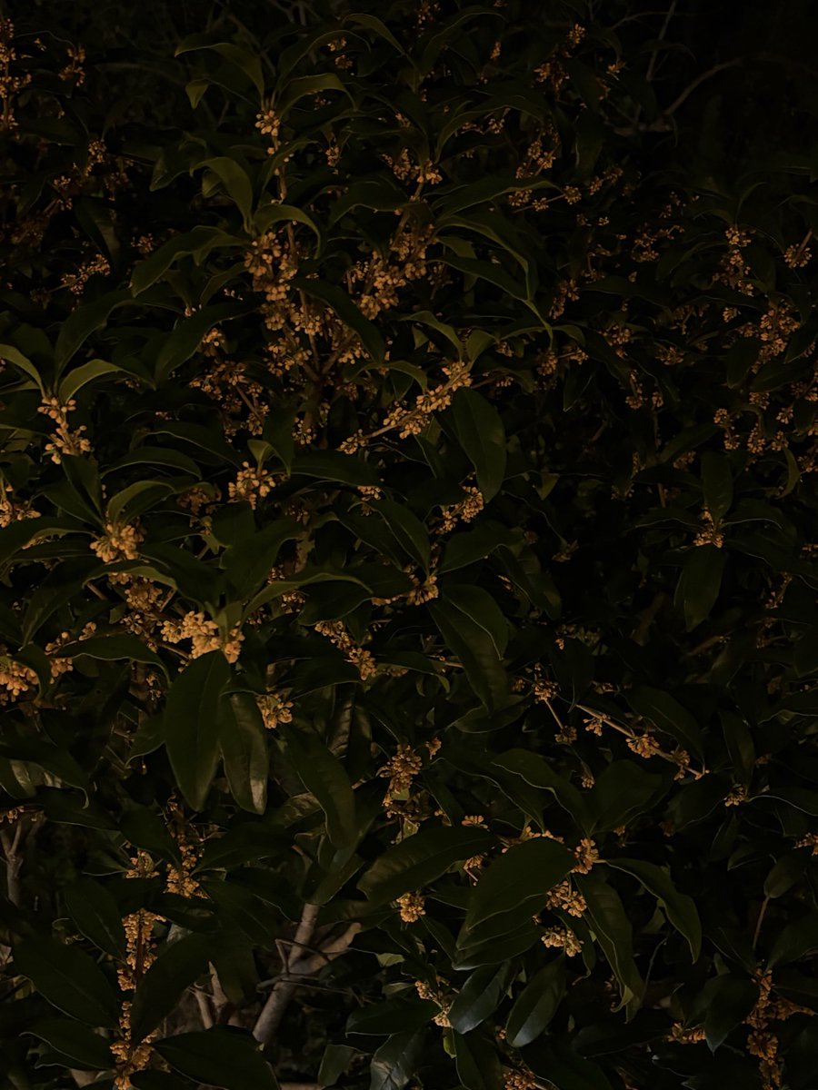 _gssj's tweet photo. もうキンモクセイの季節ですネ https://t.co/0uxP6MqmNI