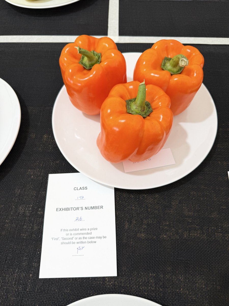 medwynsofangles's tweet photo. The same sunny weather also suited the capsicums with the largest entry that I can remember. There was a class for coloured and green ones with a lovely set of three taking the red card. https://t.co/UvvCjXEQ1S