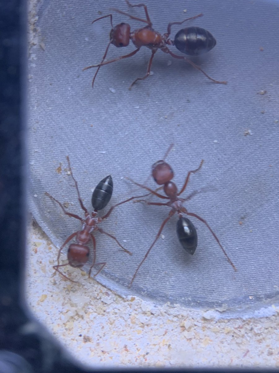 ant_museum1911's tweet photo. 蟻道にお持ちする予定のアリその9

デカいウマアリ達です！
銀アリも含めて若干小さいのが多い傾向がありますがこの2種類は
結構大きいです！ https://t.co/yNwBUHGc2M