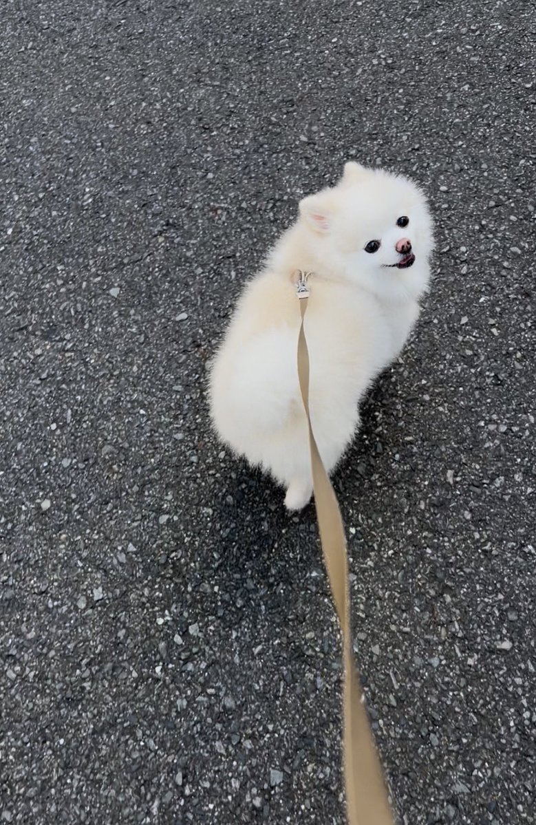 boku_ponchan's tweet photo. 涼しいね〜！って言ったら犬も『ね〜！』って言ってたたぶん https://t.co/6sfpYtcJzG