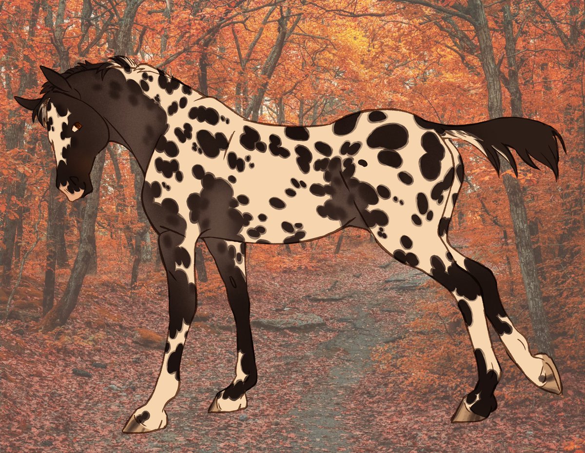 iloveehorses's tweet photo. Fall foal 🍁🍀 https://t.co/JDZQczw8yJ
