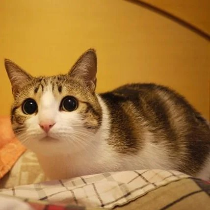 LostMemeArchive's tweet photo. Original Meowl https://t.co/x5kiFszR1j