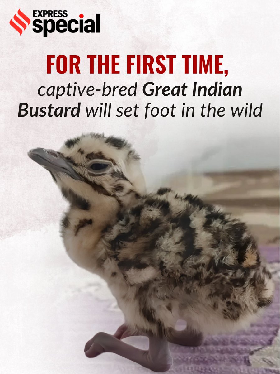 IndianExpress's tweet photo. The conservation of the critically endangered Great Indian Bustard is entering a new phase, with at least 2 captive-bred chicks set for a pilot release inside enclosures at Rajasthan’s Desert National Park in Jaisalmer. 

The release will mark the start of the ‘rewilding’ phase of Project GIB, which has been underway since 2013.

🔗 https://t.co/aGtz2zDgQJ

Written by: Nikhil Ghanekar
