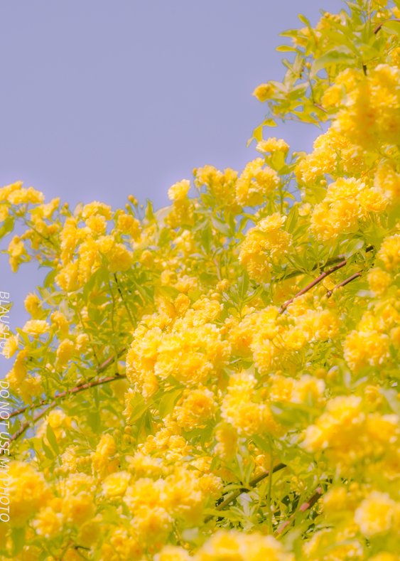 blaushut's tweet photo. 기억 속의 봄 https://t.co/MsZ9nTorz6