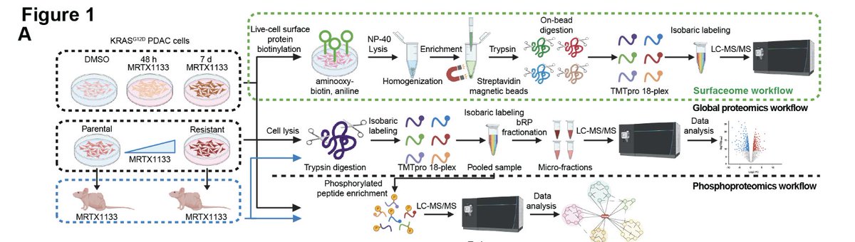 Aiims1742's tweet photo. Preprint by @ManciasLab @DanaFarber_Hale
KRAS inhibition drives adaptive surfaceome remodeling and reveals ALPP/ALPPL2 as a targetable vulnerability in #PancreaticCancer
https://t.co/Q9hQRgic29
The surfaceome of KRASi resistant cells harbors many potential targets for ADCs, TCRs https://t.co/D1Q9FNGMkS