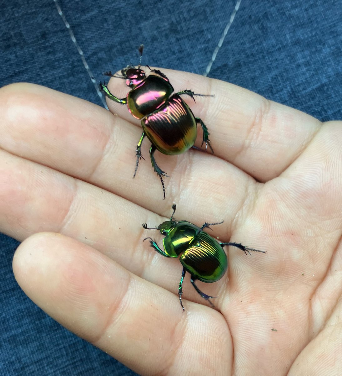 kanata_insect's tweet photo. 東京でもオオセンチコガネ採集しました！
飛んできたのを網で採集して、最高に楽しかったです。
東京なのに緑の子がいてびっくり、他の子たちもそれぞれ少しずつ色が違っていてとてもきれいです！ https://t.co/7ssMHEH0ki