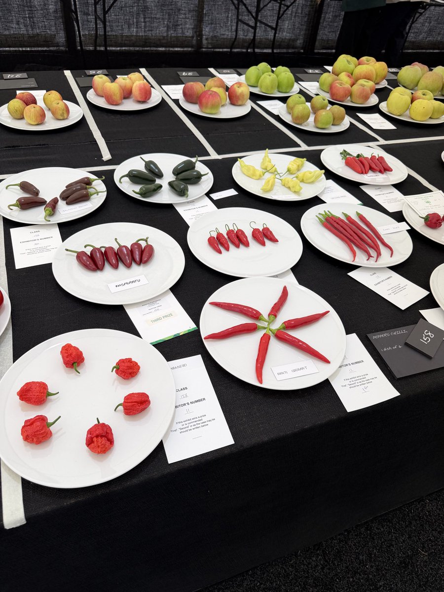 medwynsofangles's tweet photo. The chilies were also well subscribed withan orchestra of colours and shapes. A difficult class to judge as a very small cultivar would probably get high marks for Uniformity. Denti Odorant was the winner, very fresh and uniform. Not sure if it’s an apt name for such a vegetable!!
